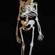 Image for article titled This ancient hominin could replace Lucy as humanity's closest evolutionary ancestor